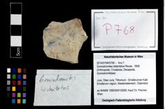 Foto (Objekt + Etikett) von Goniodromites bidentatus (Reuss, 1858)  (NHMW-GEO-2014-0194-0768)